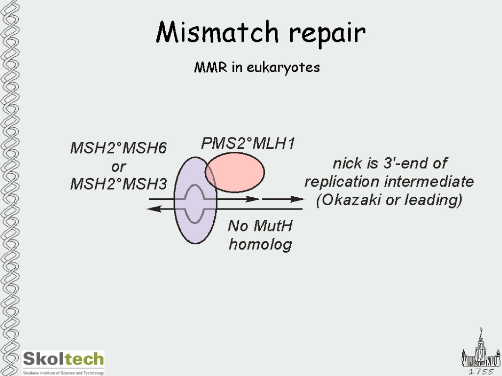 Mismatch repair MMR in eukaryotes